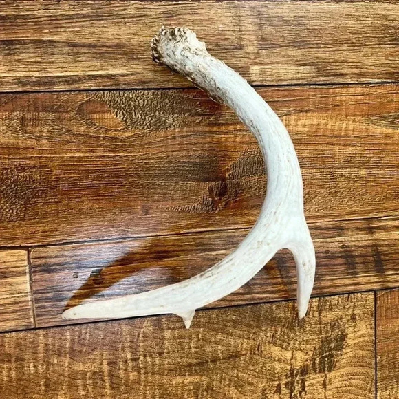 Deer Antler Decor - Picture 5 of 7